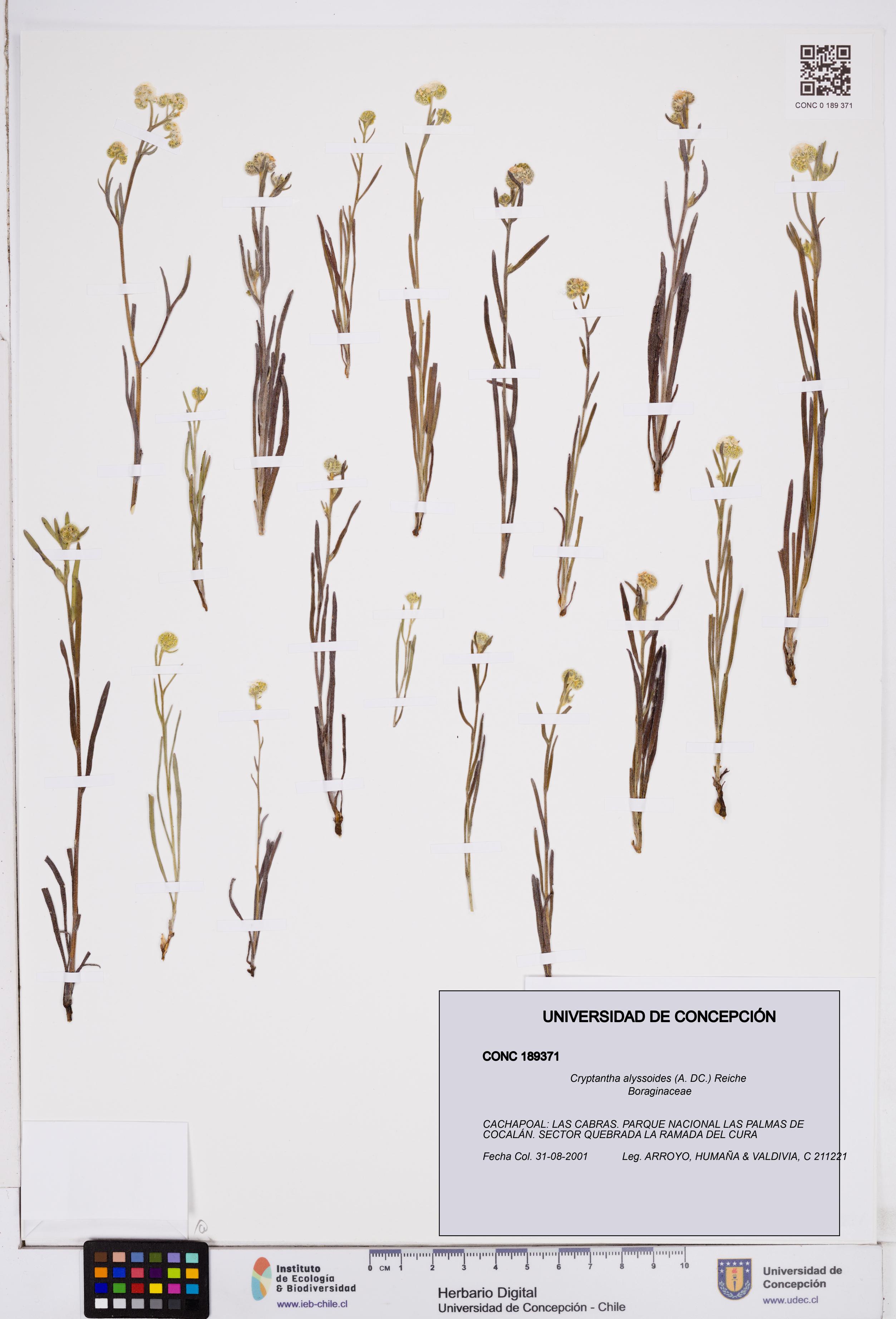 Cryptantha alyssoides [Espécimen: ]