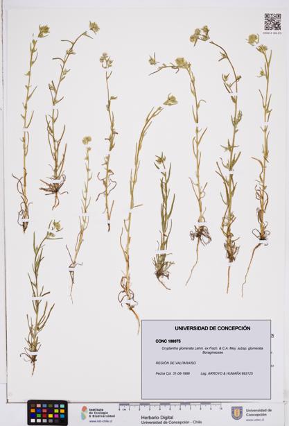 Cryptantha glomerata subsp. glomerata [Espécimen: ]