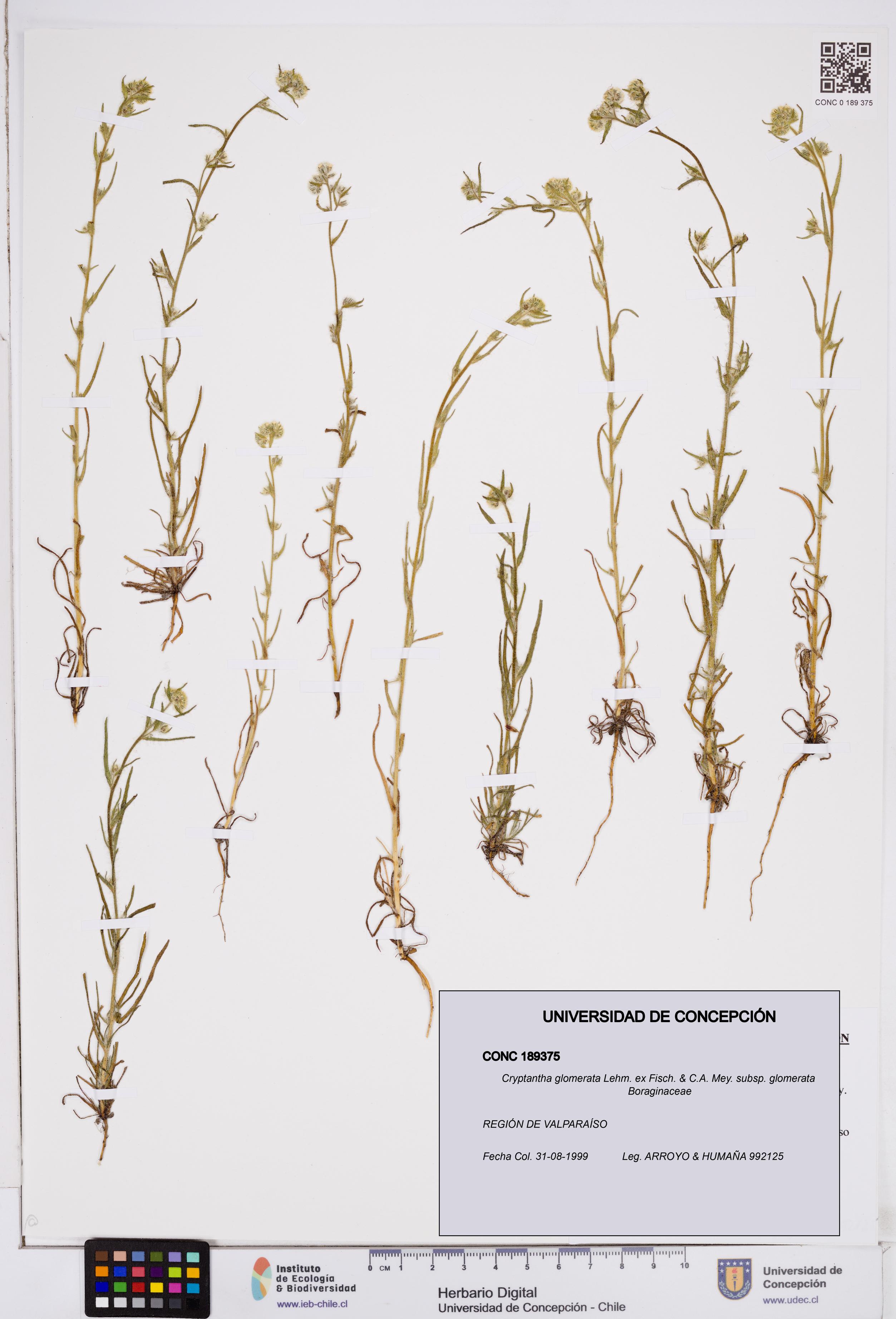 Cryptantha glomerata subsp. glomerata [Espécimen: ]