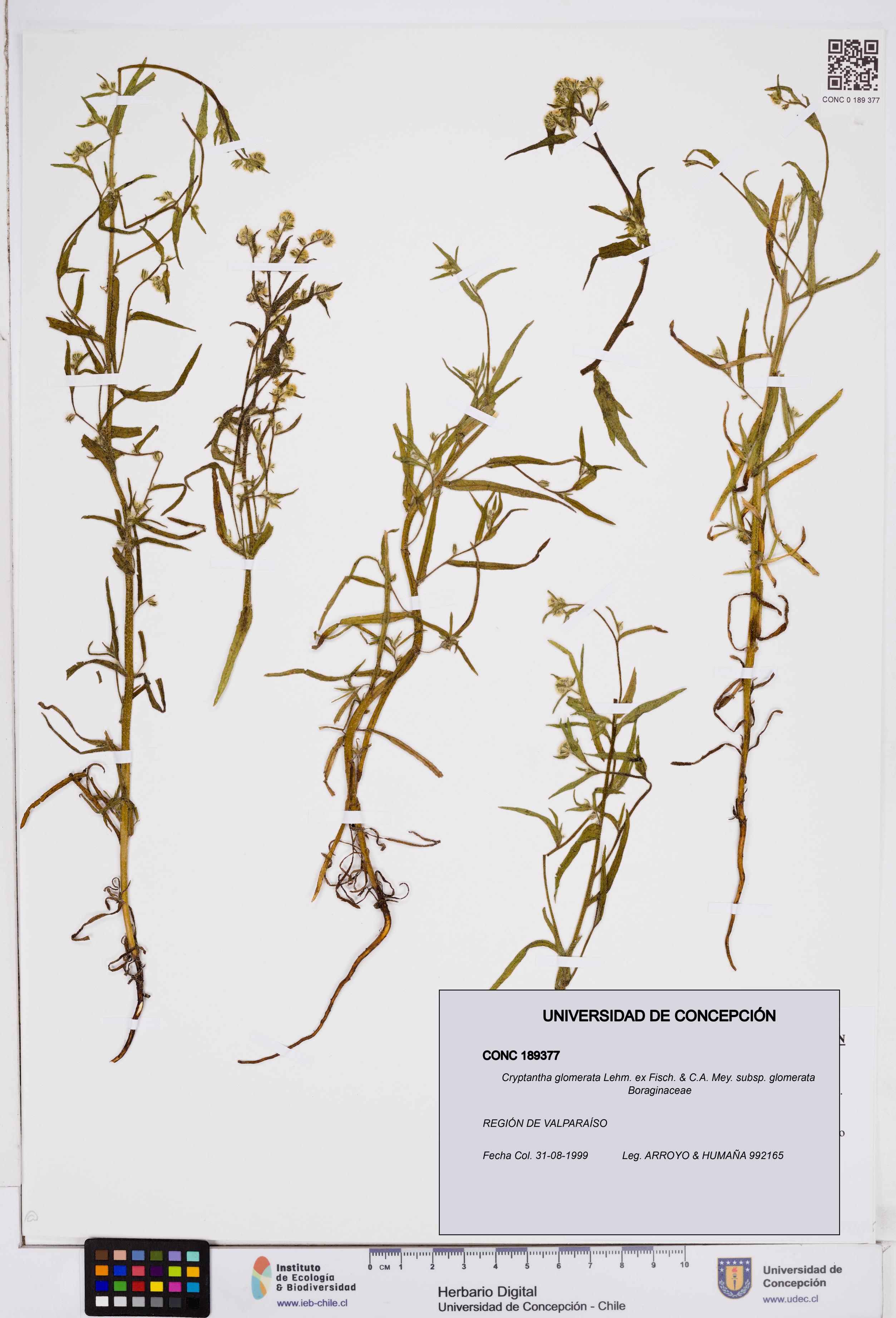 Cryptantha glomerata subsp. glomerata [Espécimen: ]