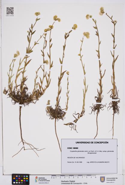 Cryptantha glomerata subsp. glomerata [Espécimen: ]