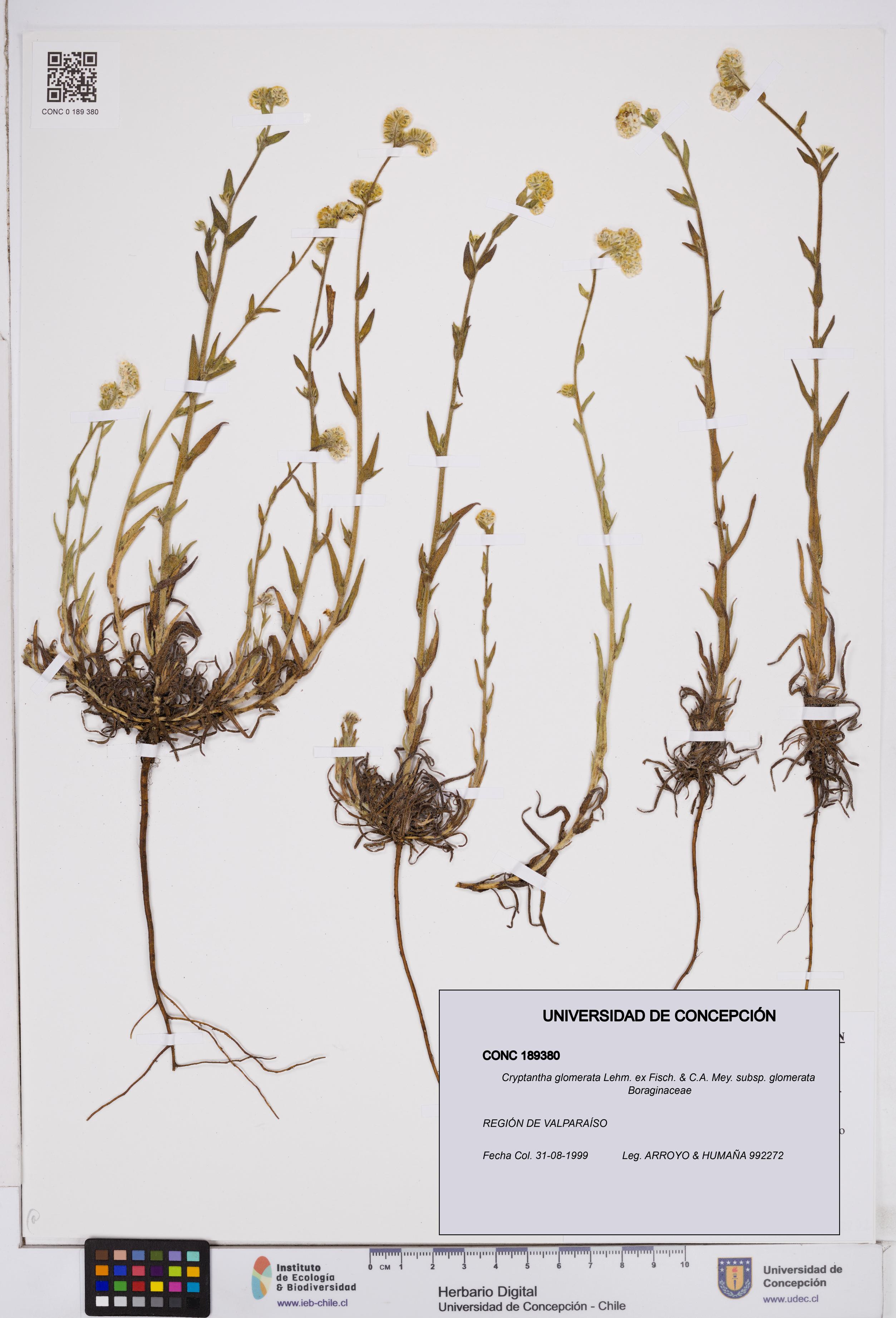 Cryptantha glomerata subsp. glomerata [Espécimen: ]