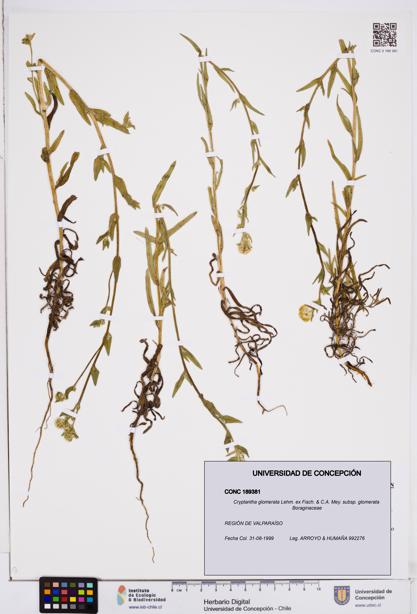 Cryptantha glomerata subsp. glomerata [Espécimen: ]