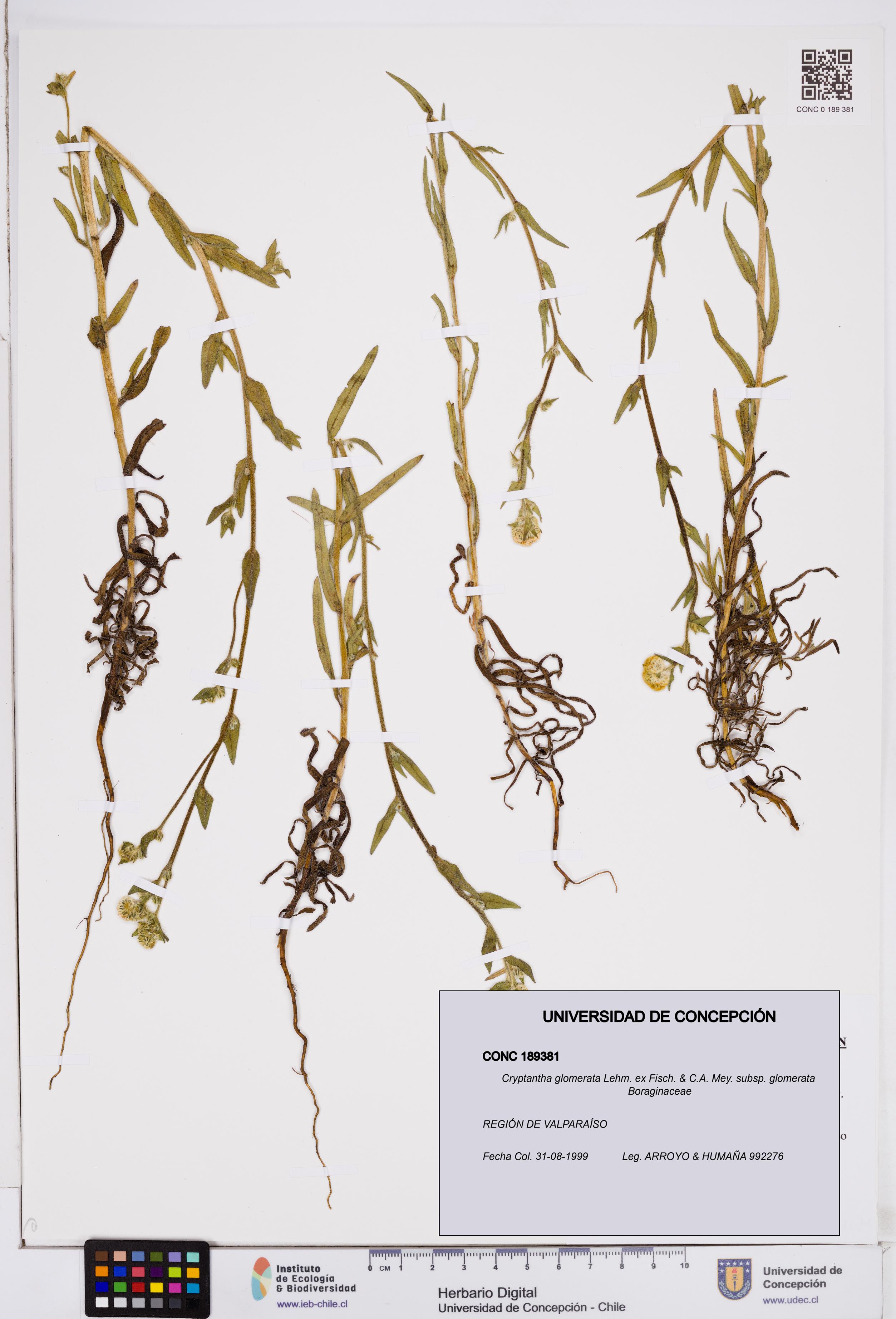 Cryptantha glomerata subsp. glomerata [Espécimen: ]