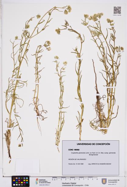 Cryptantha glomerata subsp. glomerata [Espécimen: ]
