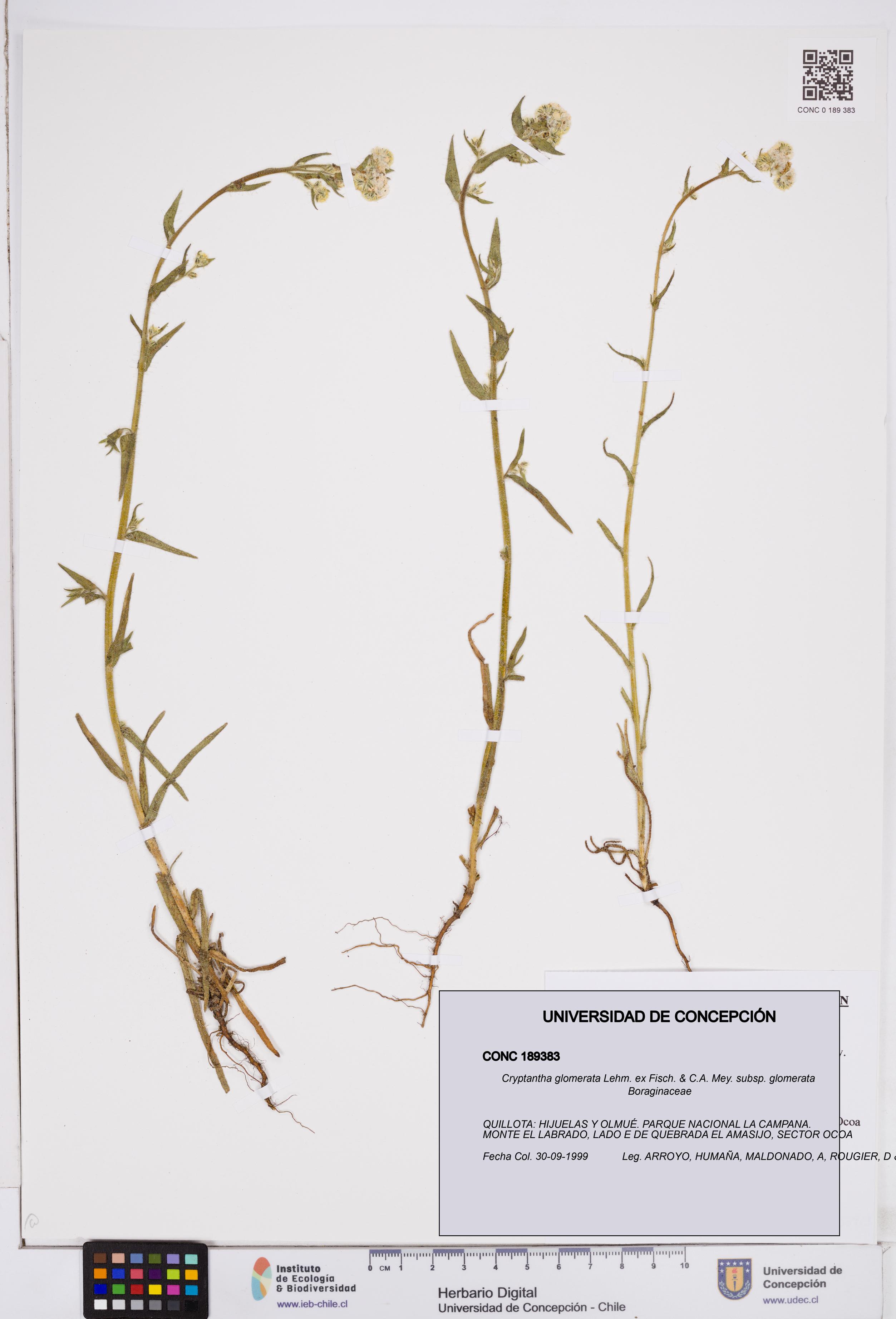 Cryptantha glomerata subsp. glomerata [Espécimen: ]