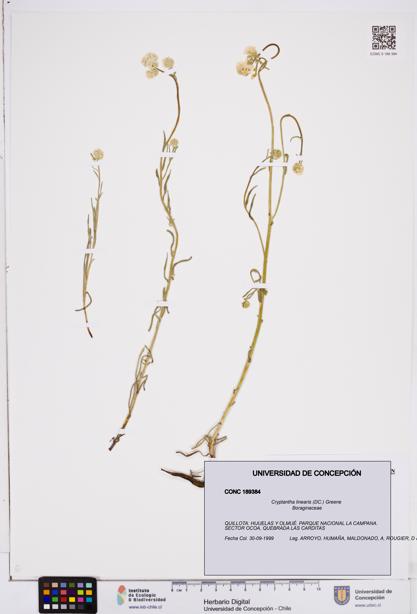 Cryptantha linearis [Espécimen: ]