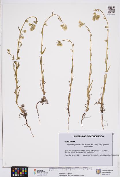Cryptantha glomerata subsp. glomerata [Espécimen: ]