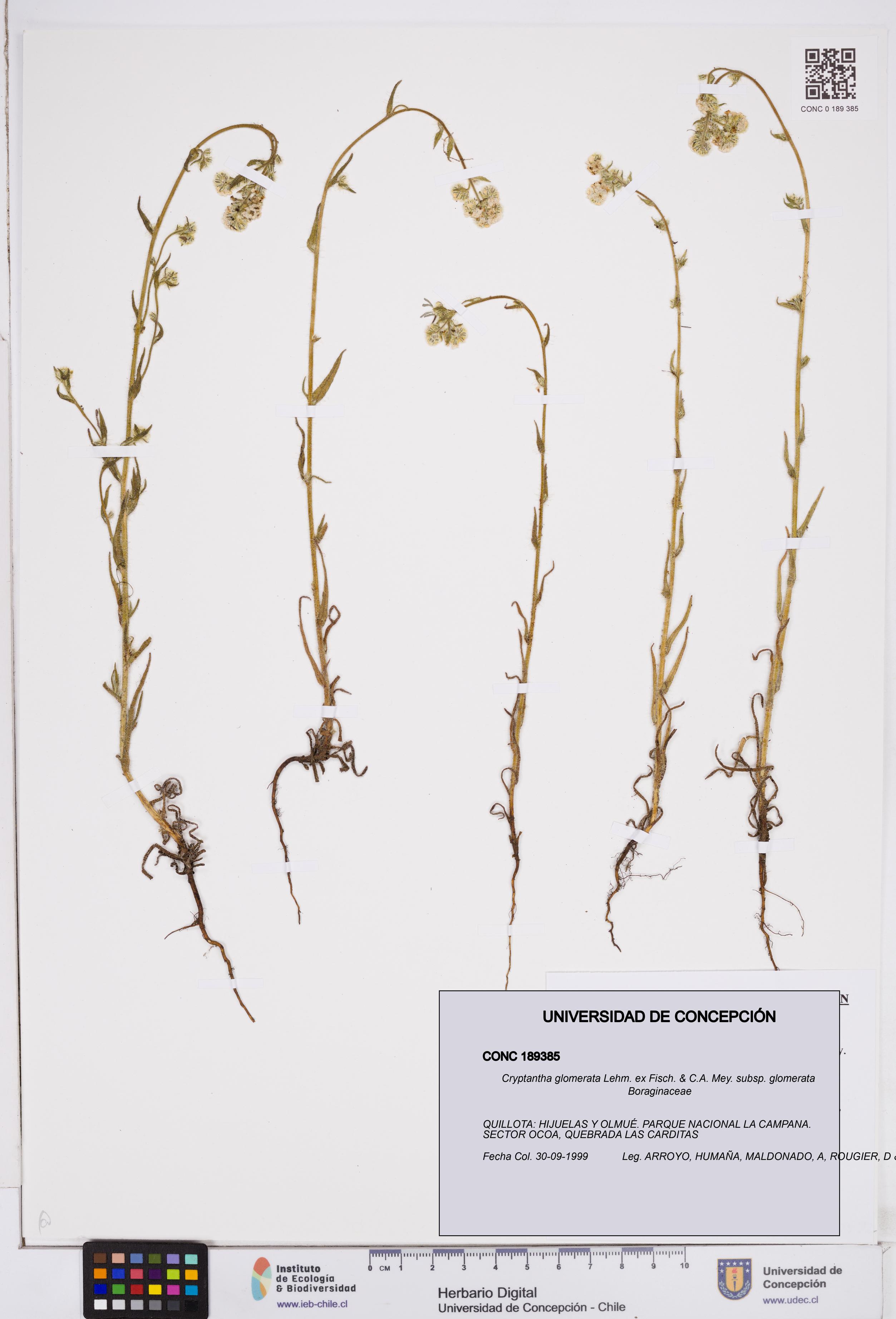 Cryptantha glomerata subsp. glomerata [Espécimen: ]