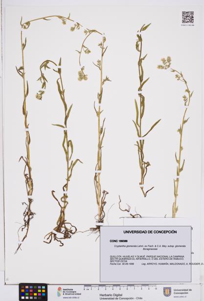 Cryptantha glomerata subsp. glomerata [Espécimen: ]