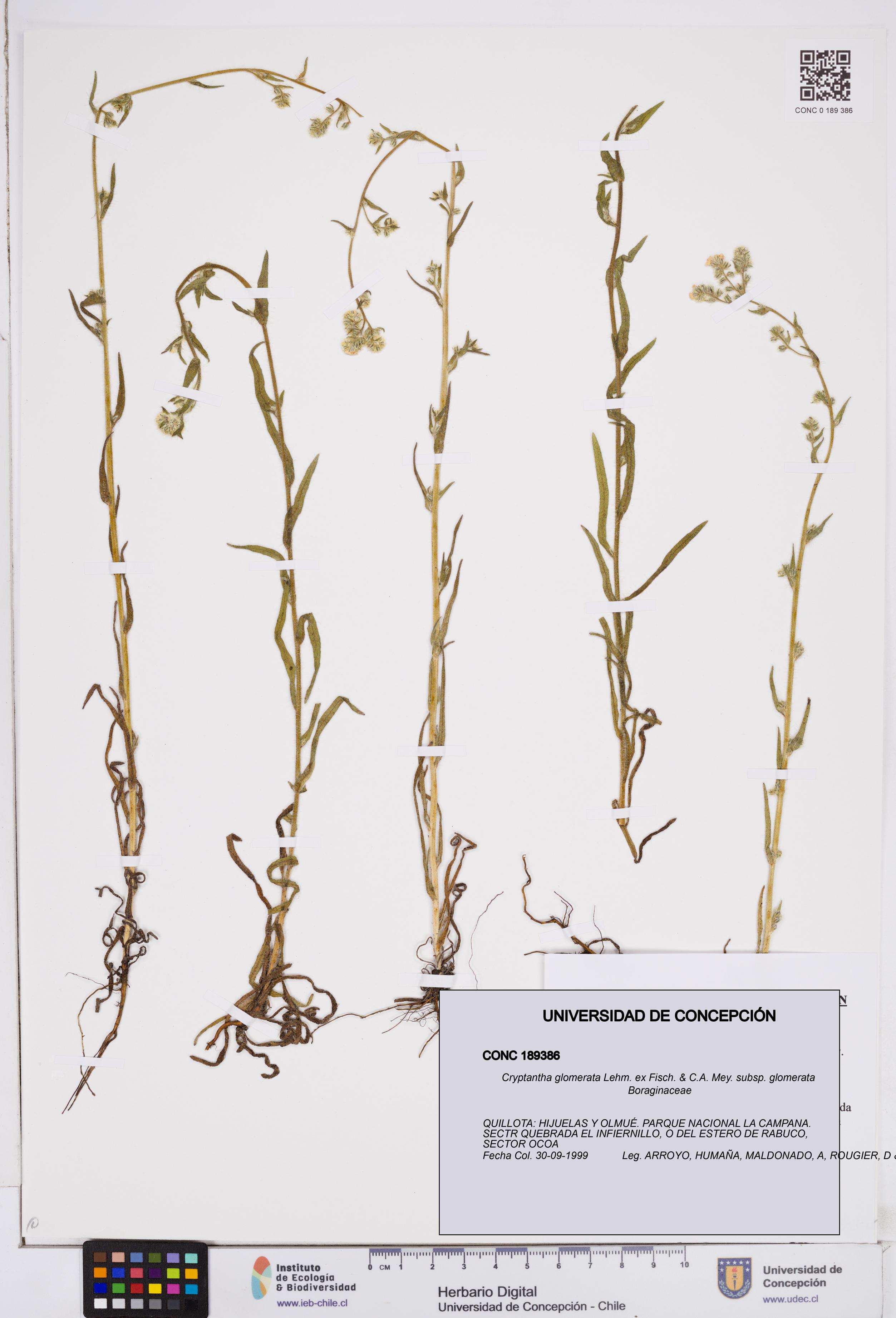 Cryptantha glomerata subsp. glomerata [Espécimen: ]