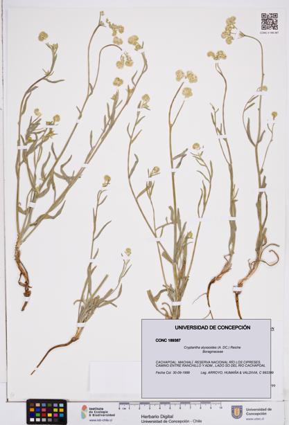 Cryptantha alyssoides [Espécimen: ]