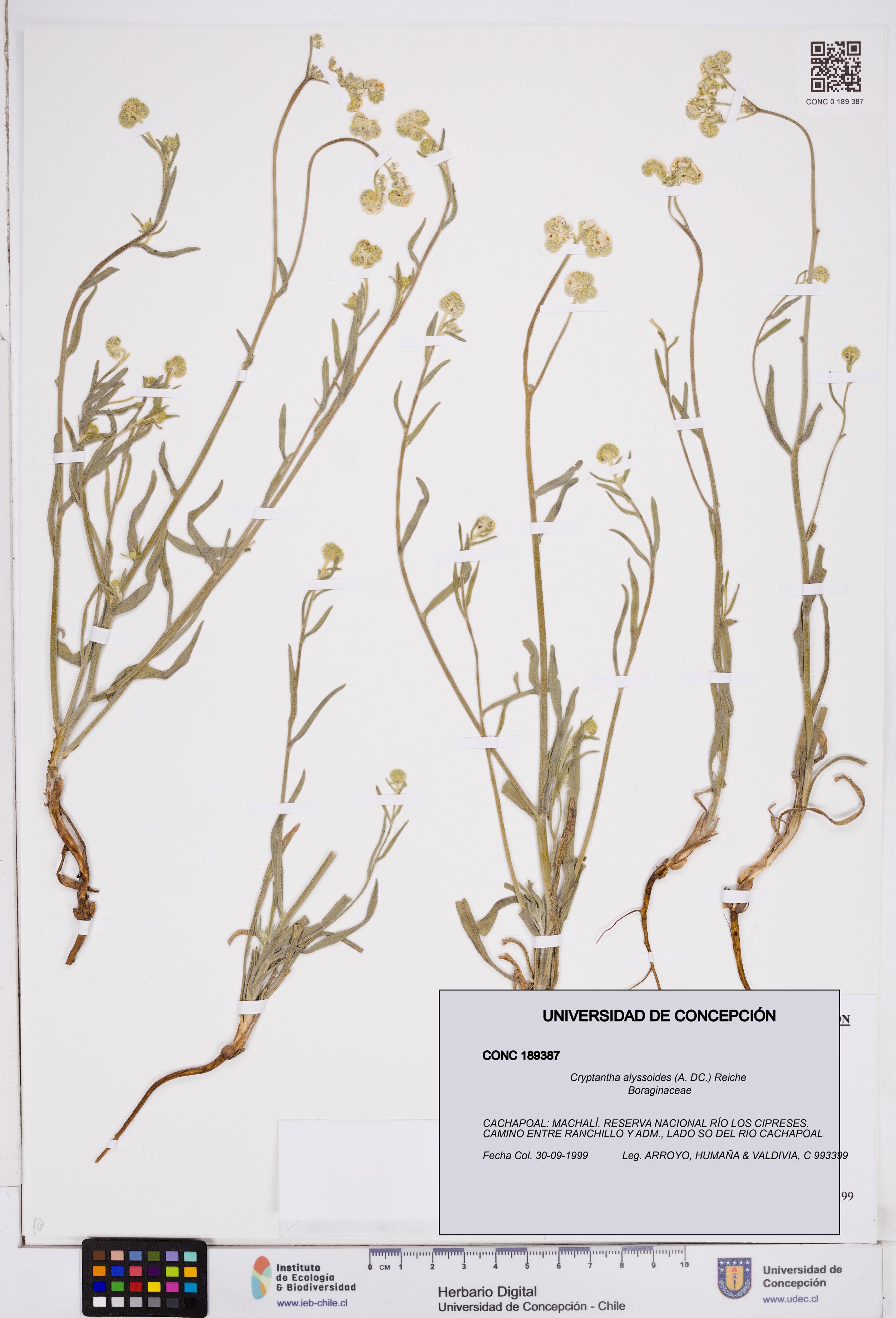 Cryptantha alyssoides [Espécimen: ]