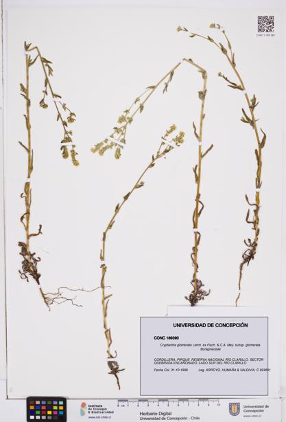 Cryptantha glomerata subsp. glomerata [Espécimen: ]