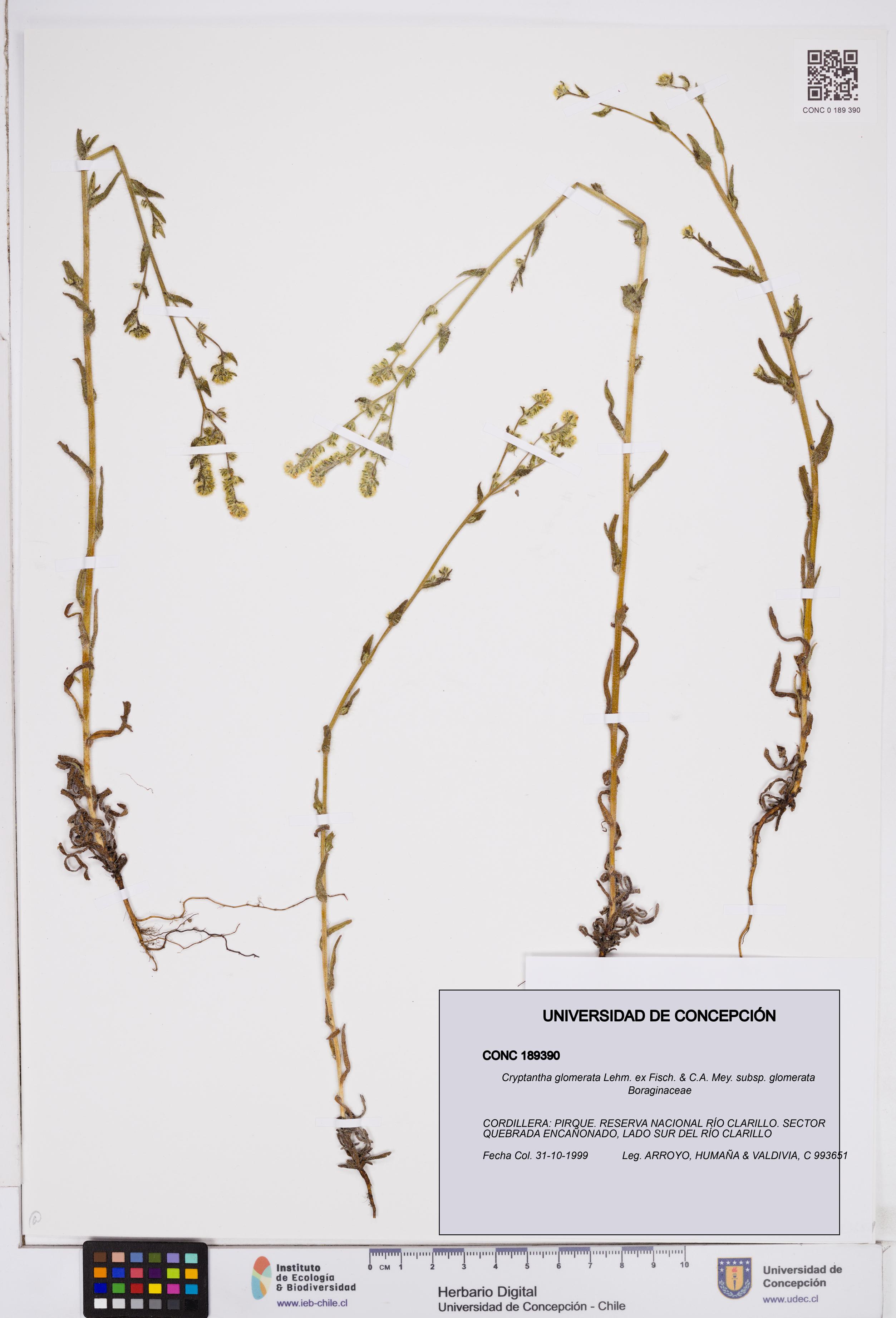 Cryptantha glomerata subsp. glomerata [Espécimen: ]