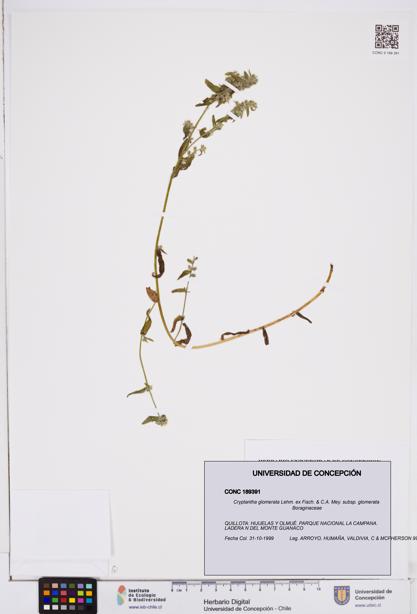 Cryptantha glomerata subsp. glomerata [Espécimen: ]