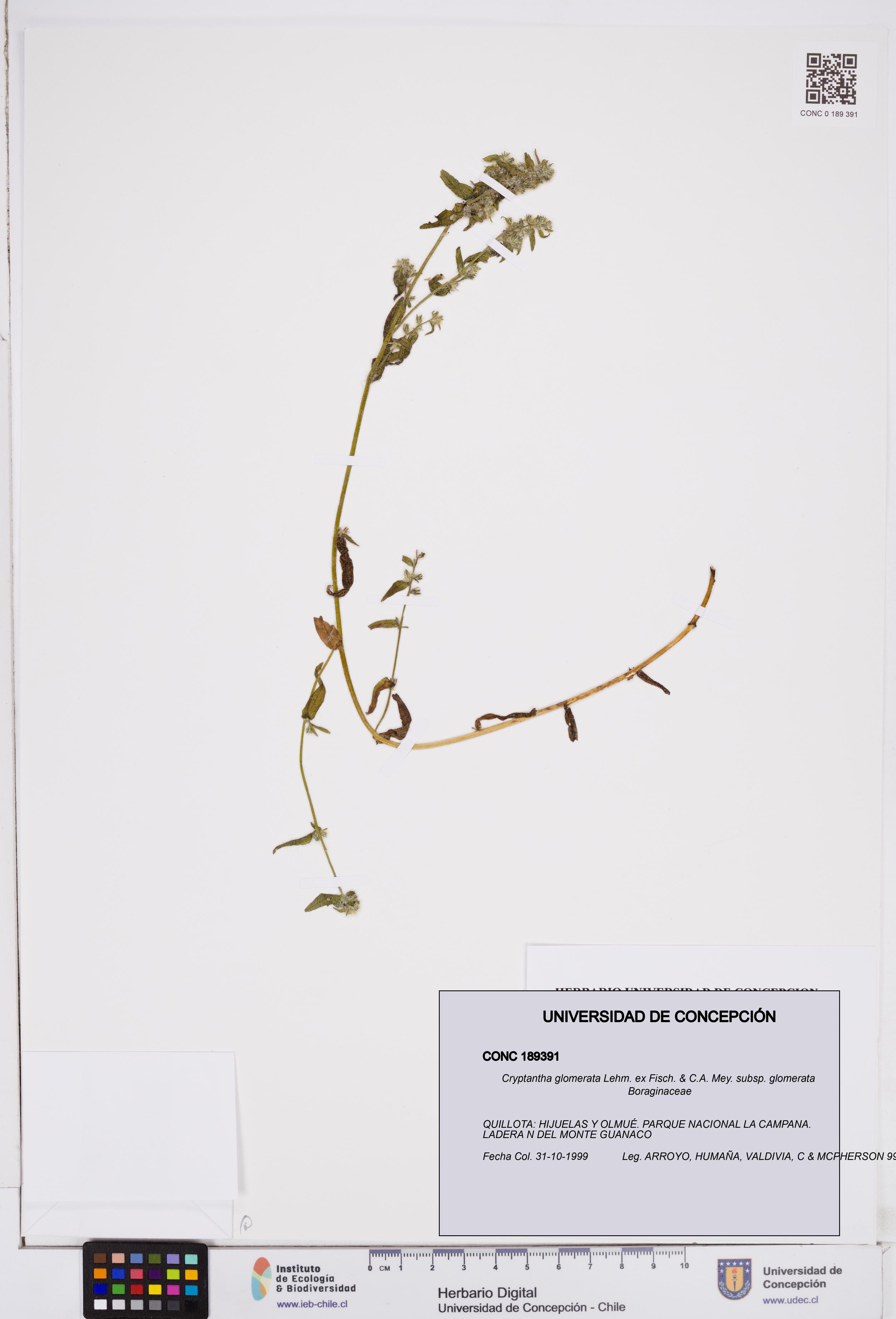 Cryptantha glomerata subsp. glomerata [Espécimen: ]