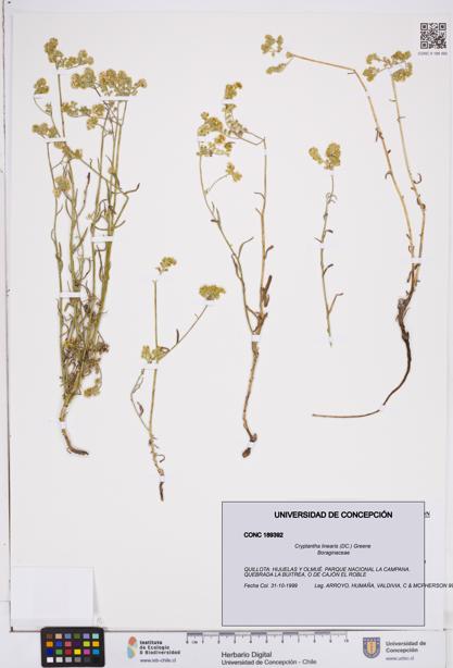 Cryptantha linearis [Espécimen: ]