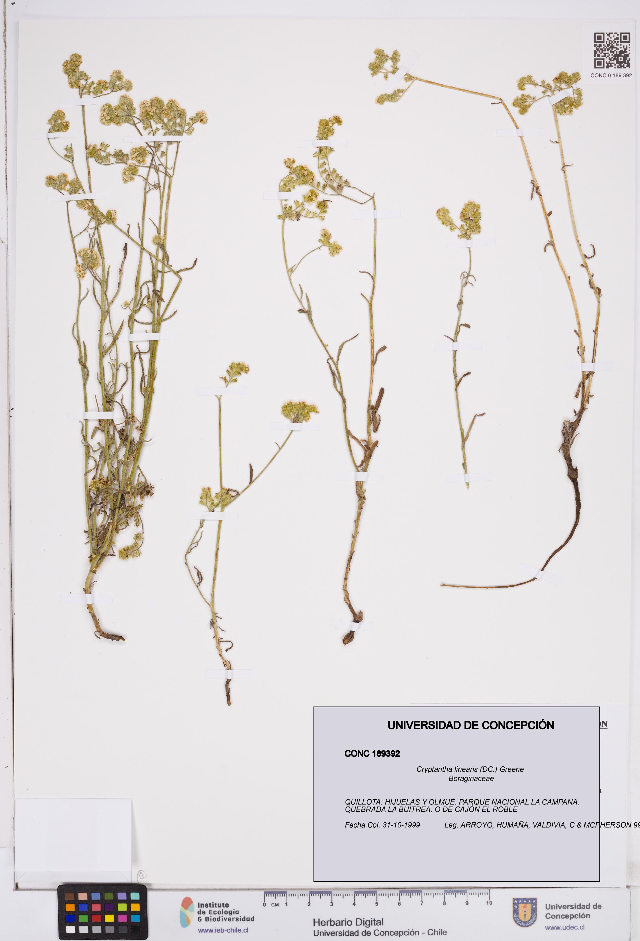 Cryptantha linearis [Espécimen: ]