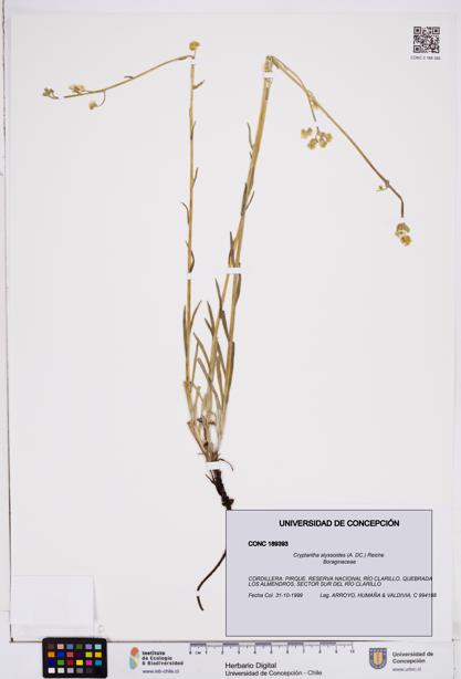 Cryptantha alyssoides [Espécimen: ]