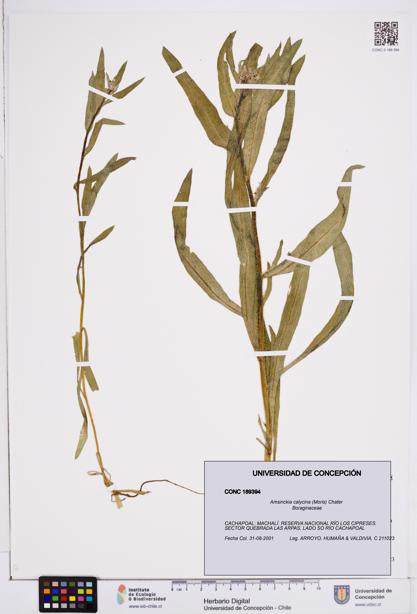 Amsinckia calycina [Espécimen: ]