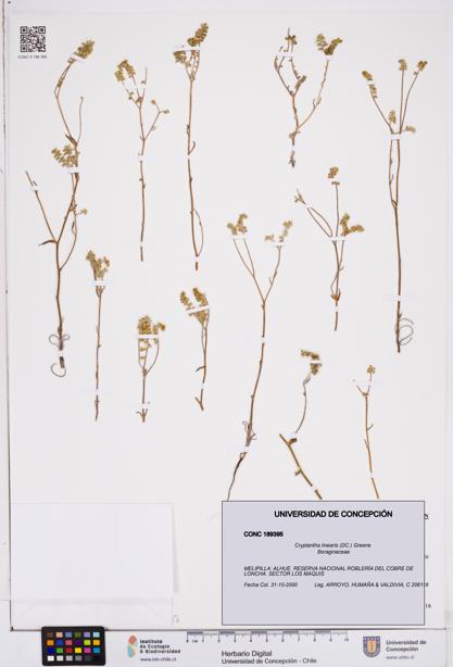 Cryptantha linearis [Espécimen: ]