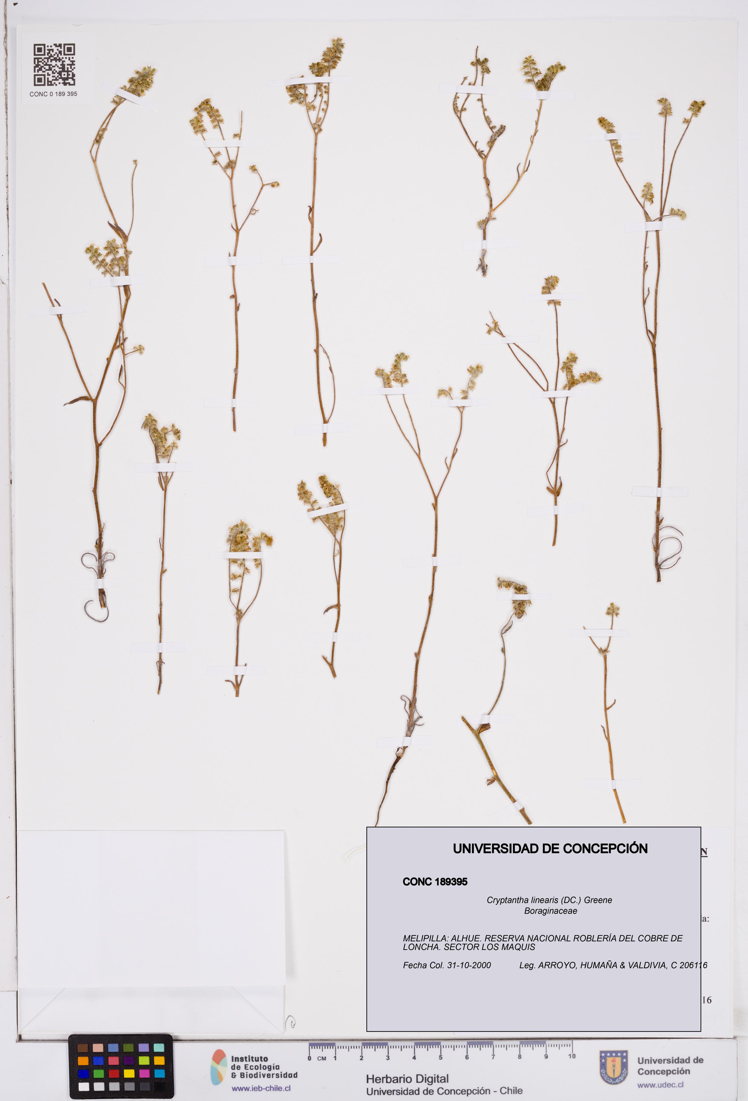 Cryptantha linearis [Espécimen: ]
