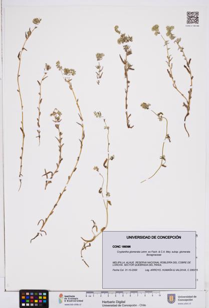 Cryptantha glomerata subsp. glomerata [Espécimen: ]