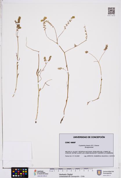 Cryptantha linearis [Espécimen: ]