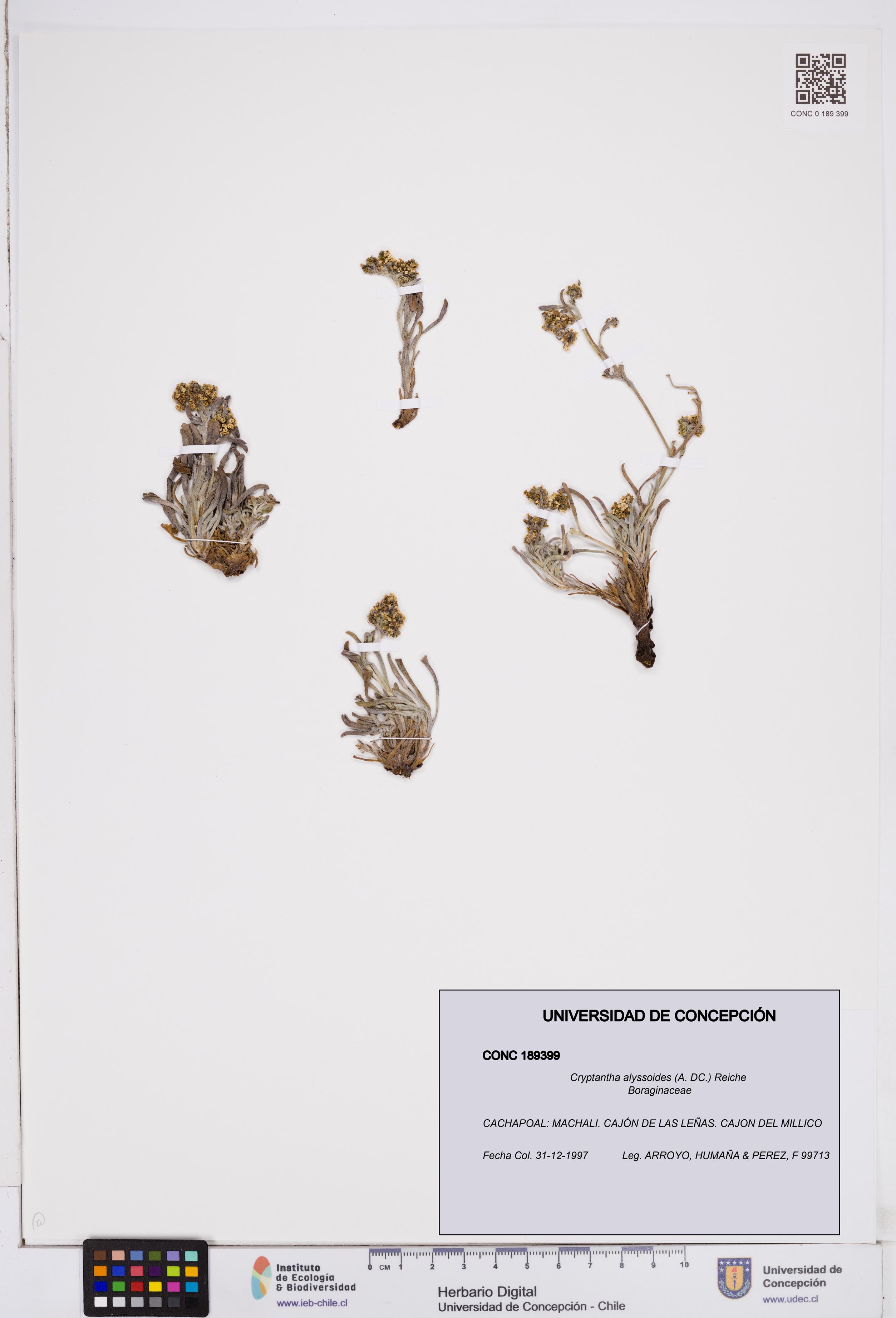 Cryptantha alyssoides [Espécimen: ]