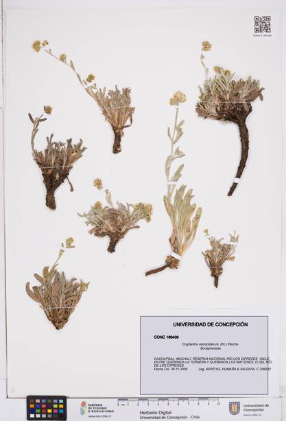 Cryptantha alyssoides [Espécimen: ]