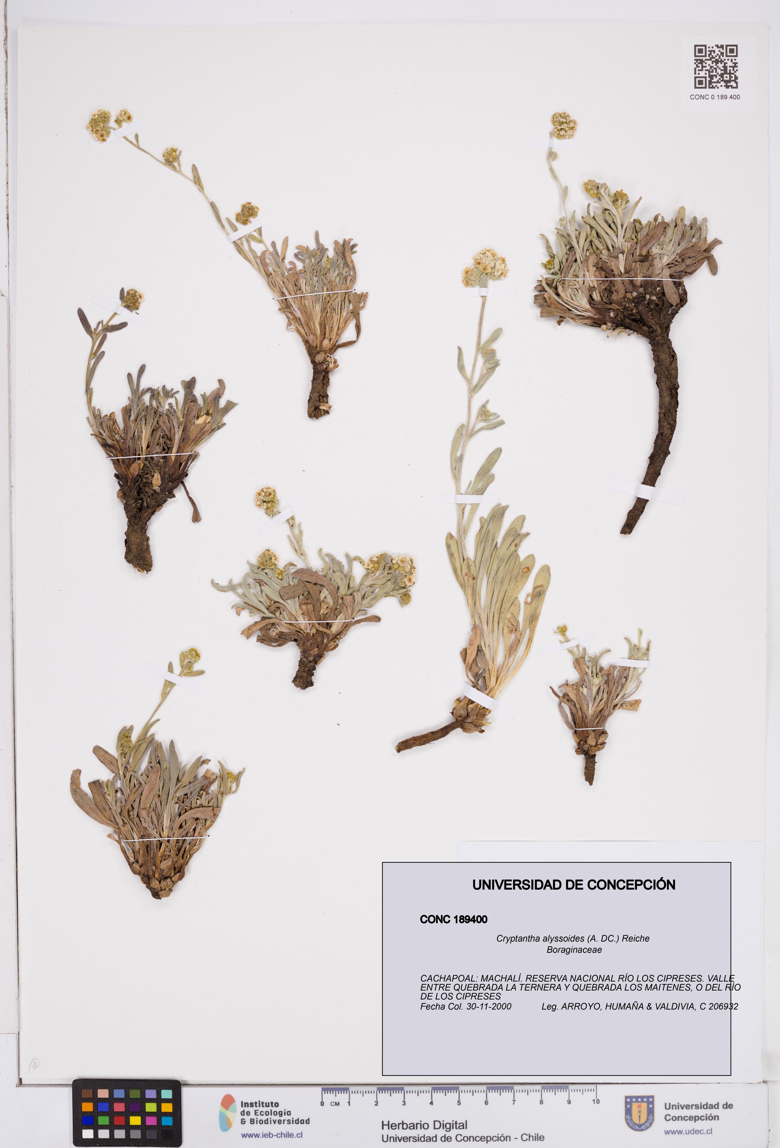 Cryptantha alyssoides [Espécimen: ]