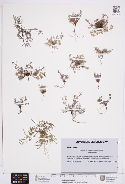 Pectocarya linearis [Espécimen: ]