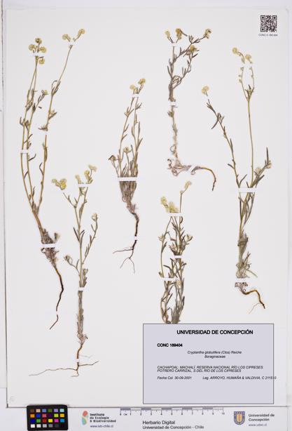Cryptantha globulifera [Espécimen: ]