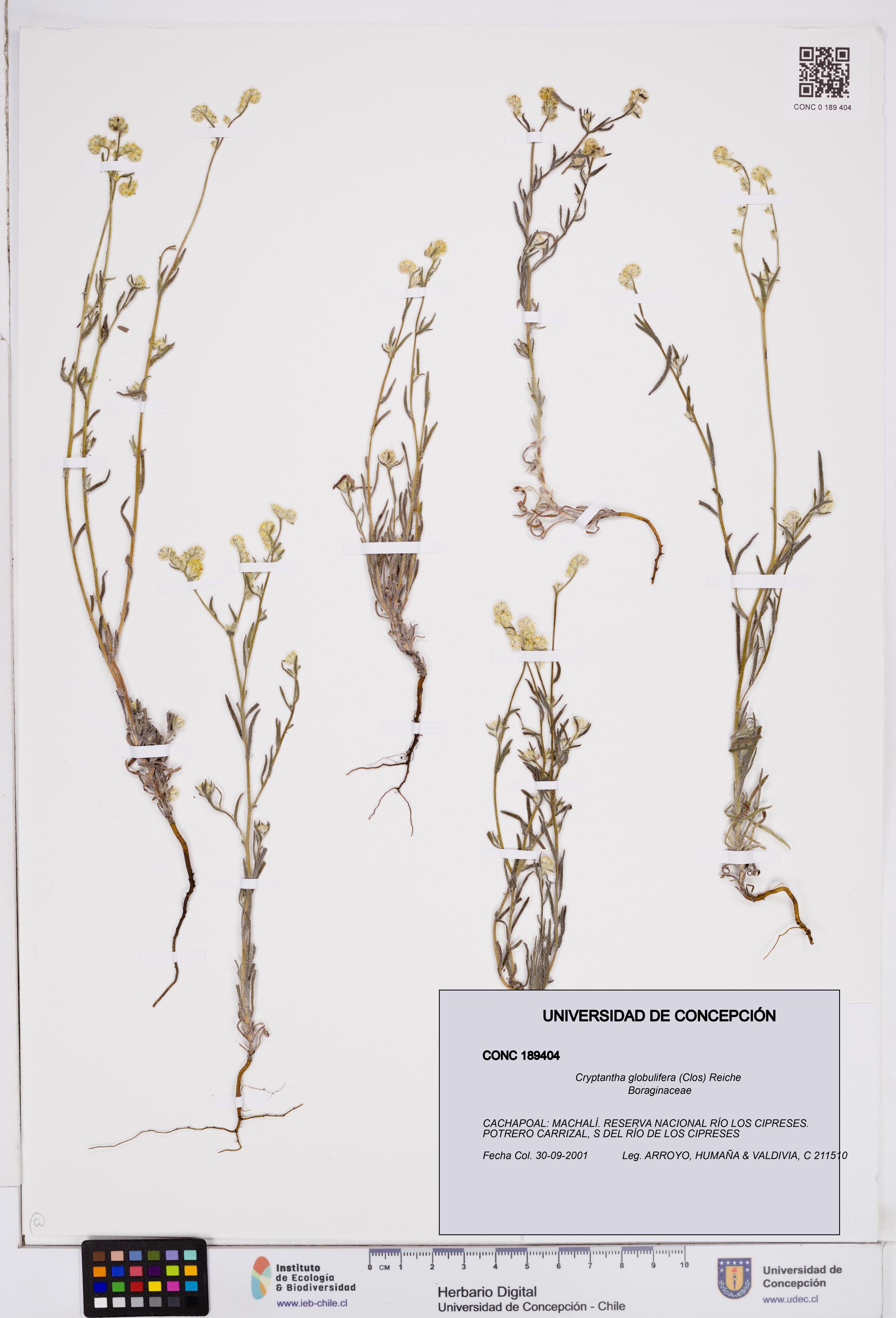 Cryptantha globulifera [Espécimen: ]