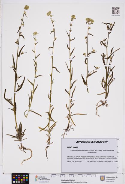 Cryptantha glomerata subsp. glomerata [Espécimen: ]