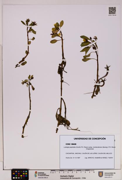 Ludwigia peploides [Espécimen: UDEC:CONC:0189406]