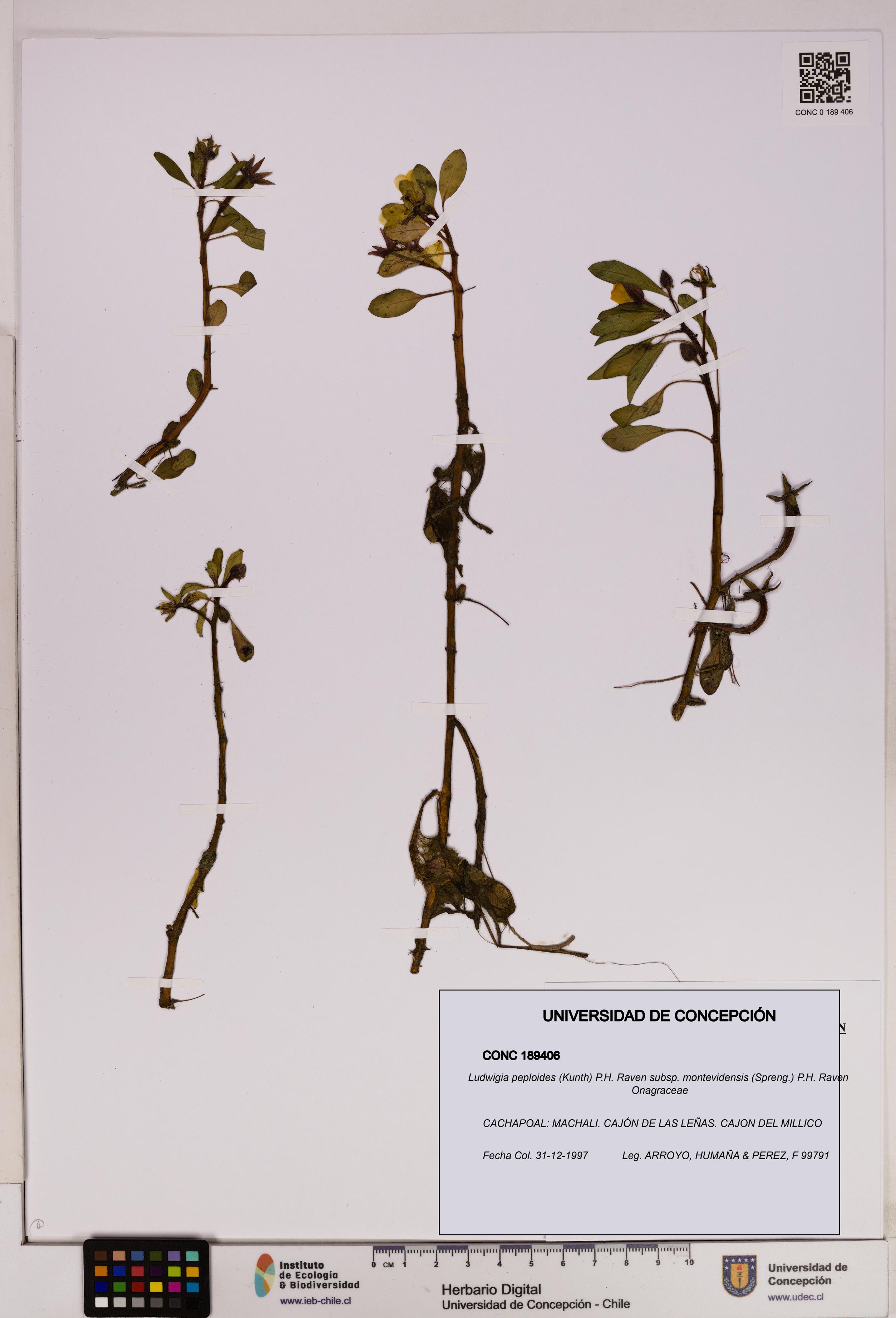 Ludwigia peploides [Espécimen: UDEC:CONC:0189406]