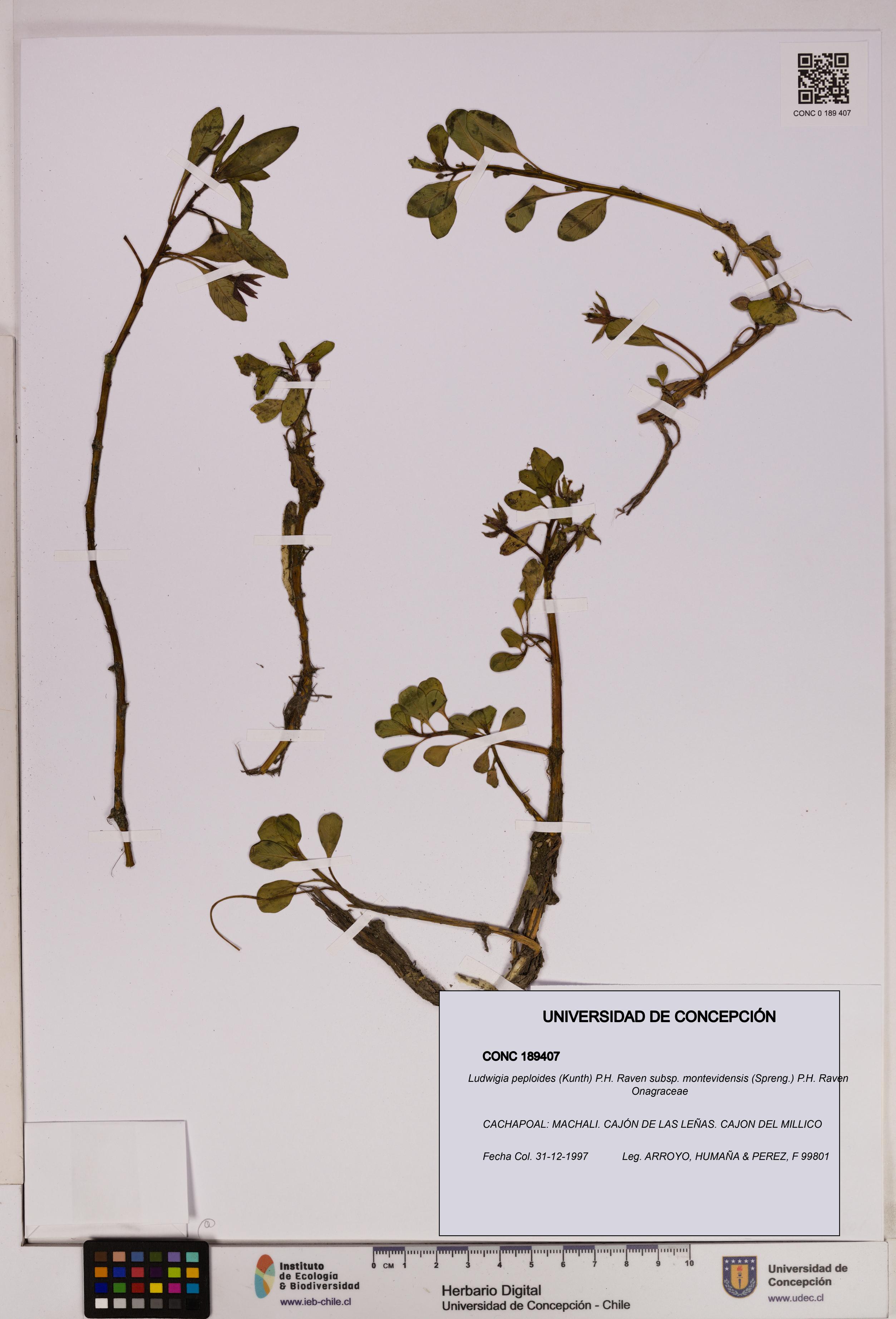 Ludwigia peploides [Espécimen: UDEC:CONC:0189407]