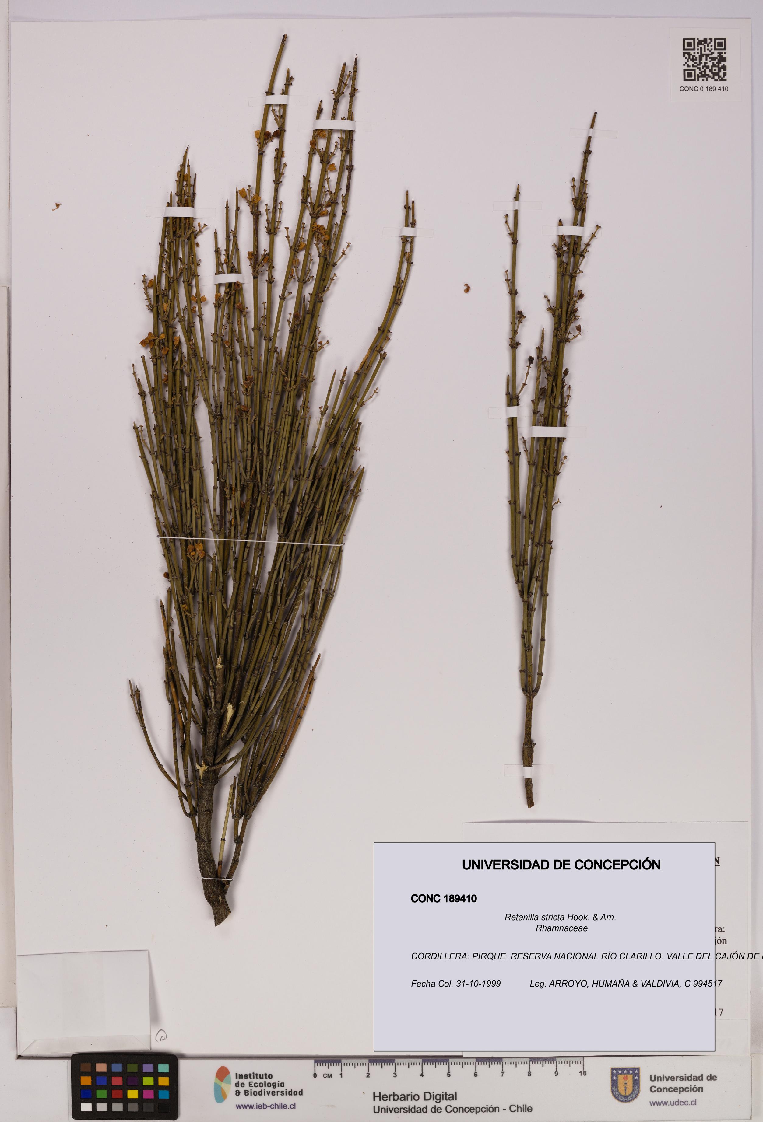 Retanilla stricta [Espécimen: UDEC:CONC:0189410]