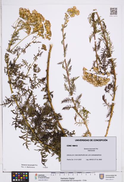 Senecio tocornalii [Espécimen: ]