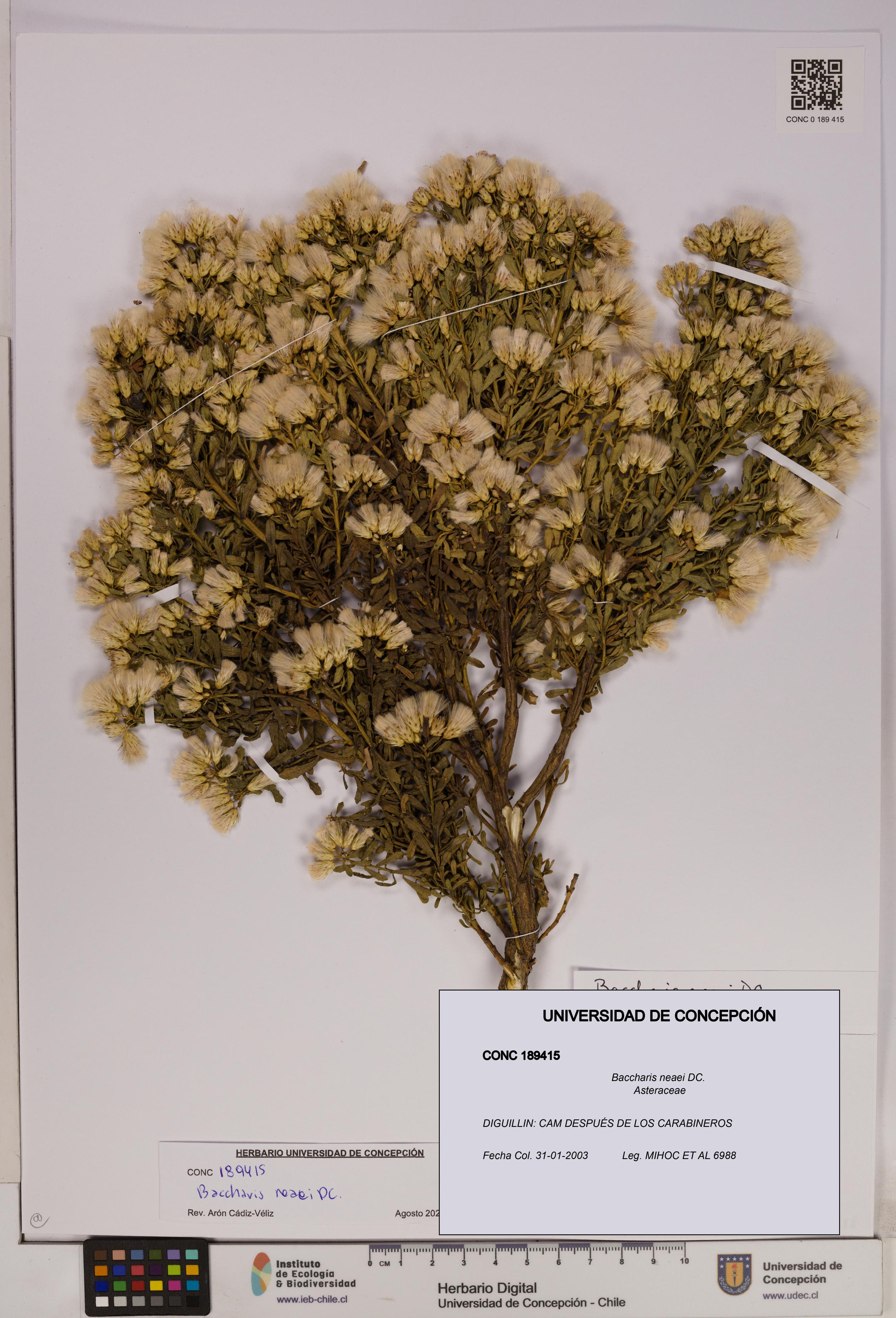 Baccharis neaei [Espécimen: UDEC:CONC:0189415]