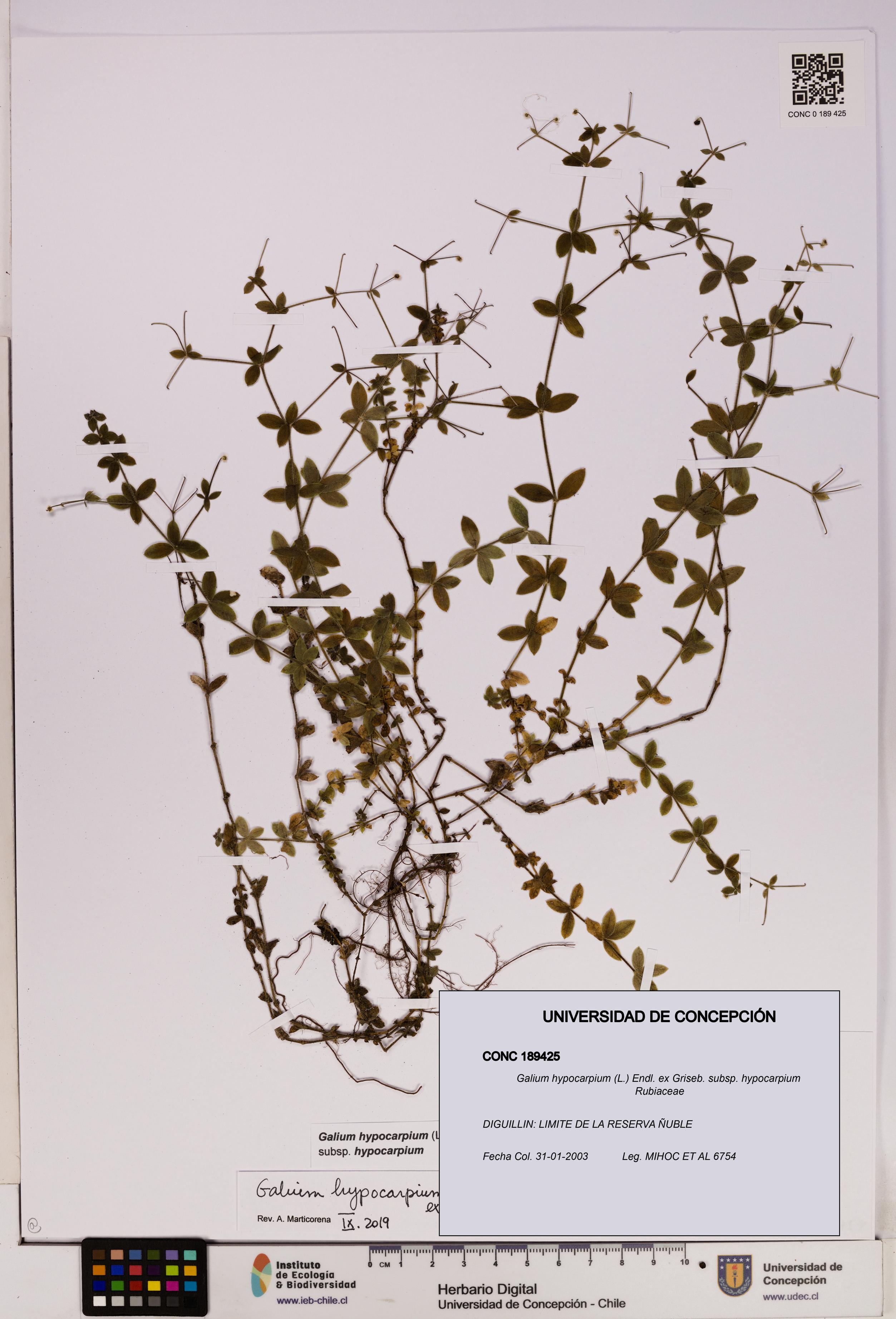 Galium hypocarpium subsp. hypocarpium [Espécimen: UDEC:CONC:0189425]