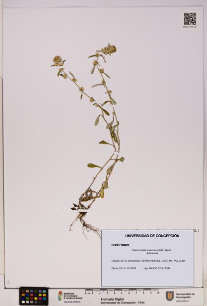 Gamochaeta americana [Espécimen: UDEC:CONC:0189427]