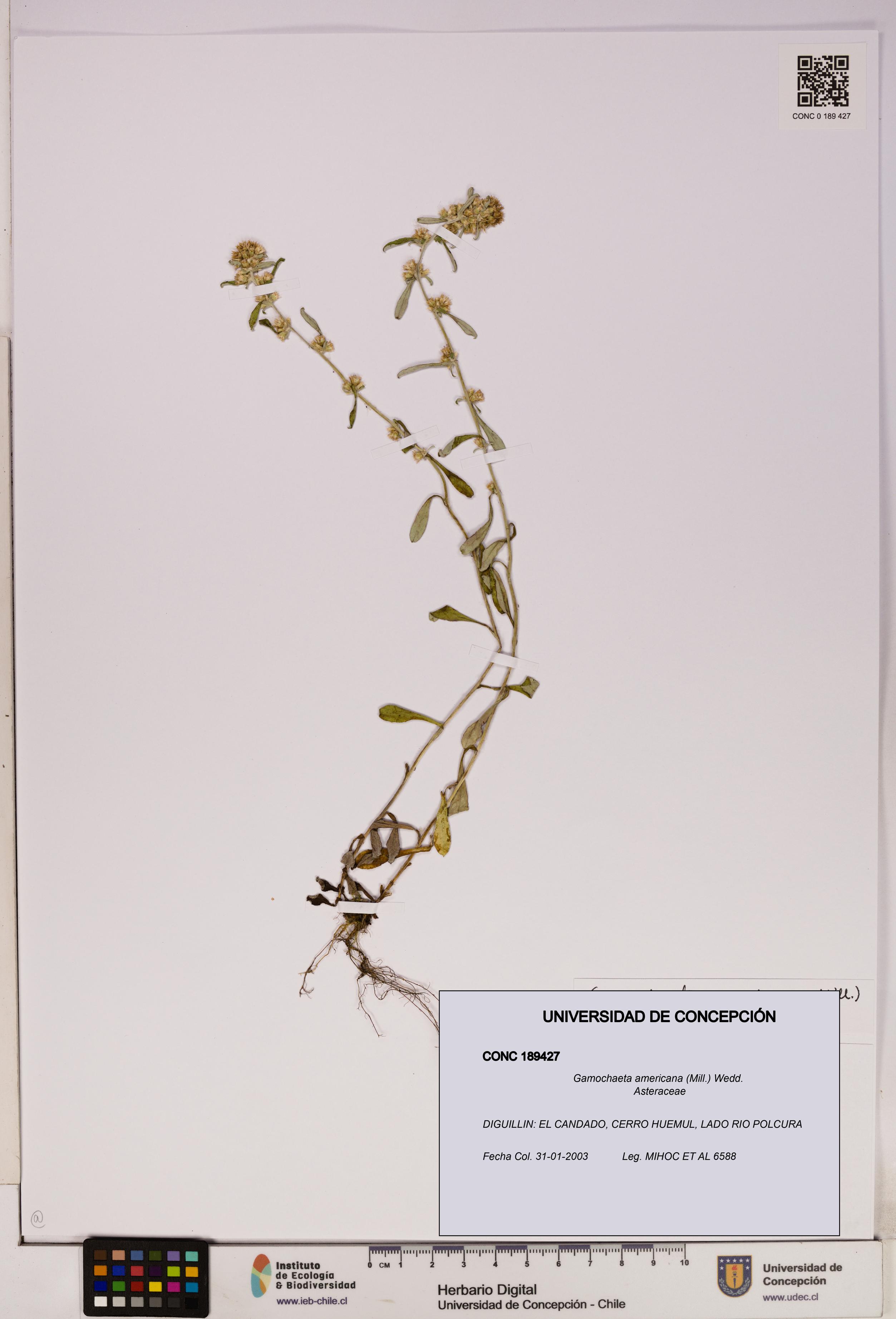 Gamochaeta americana [Espécimen: UDEC:CONC:0189427]