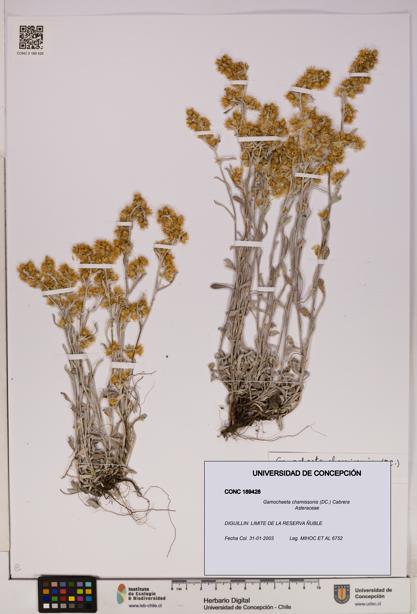 Gamochaeta chamissonis [Espécimen: UDEC:CONC:0189428]