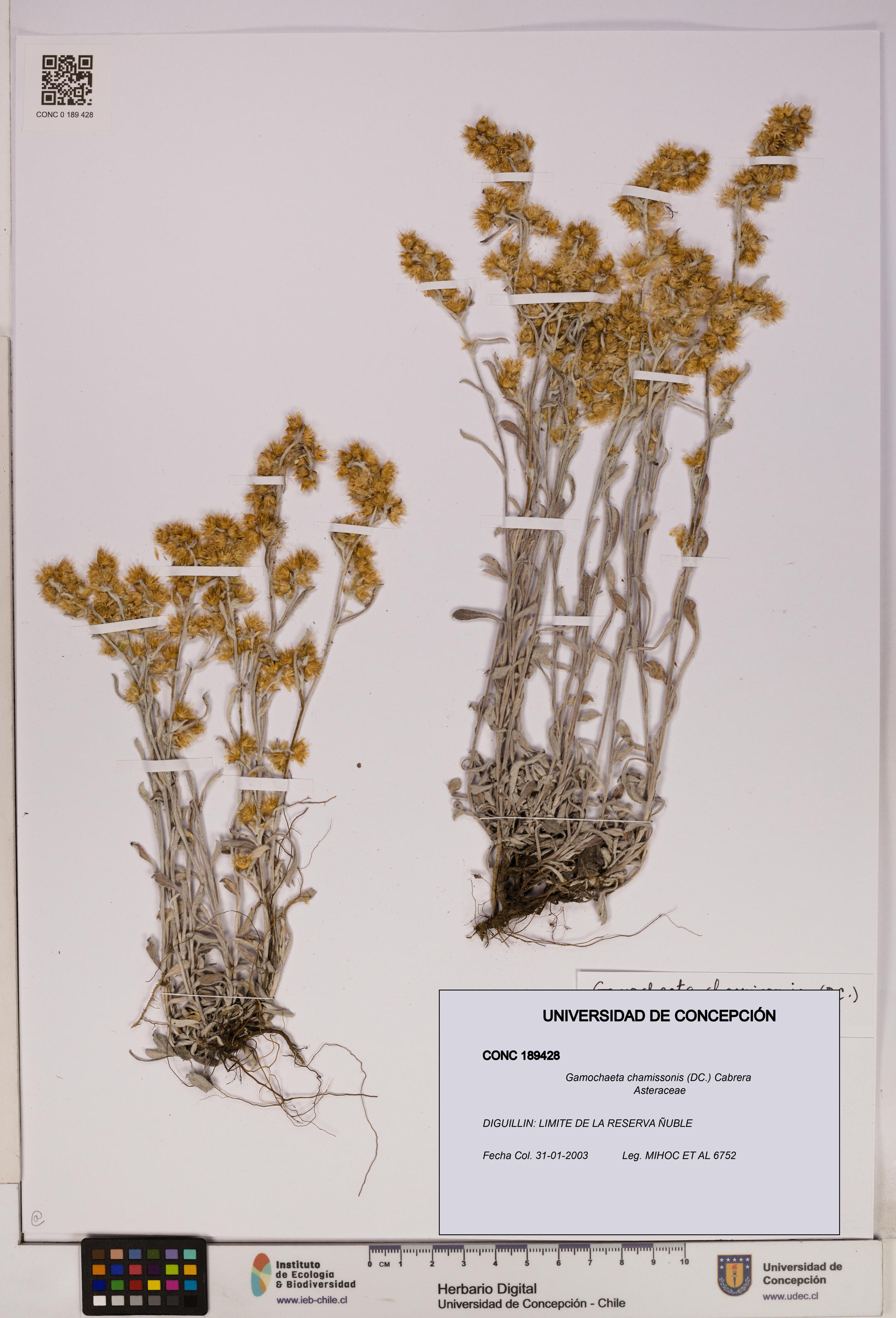 Gamochaeta chamissonis [Espécimen: UDEC:CONC:0189428]