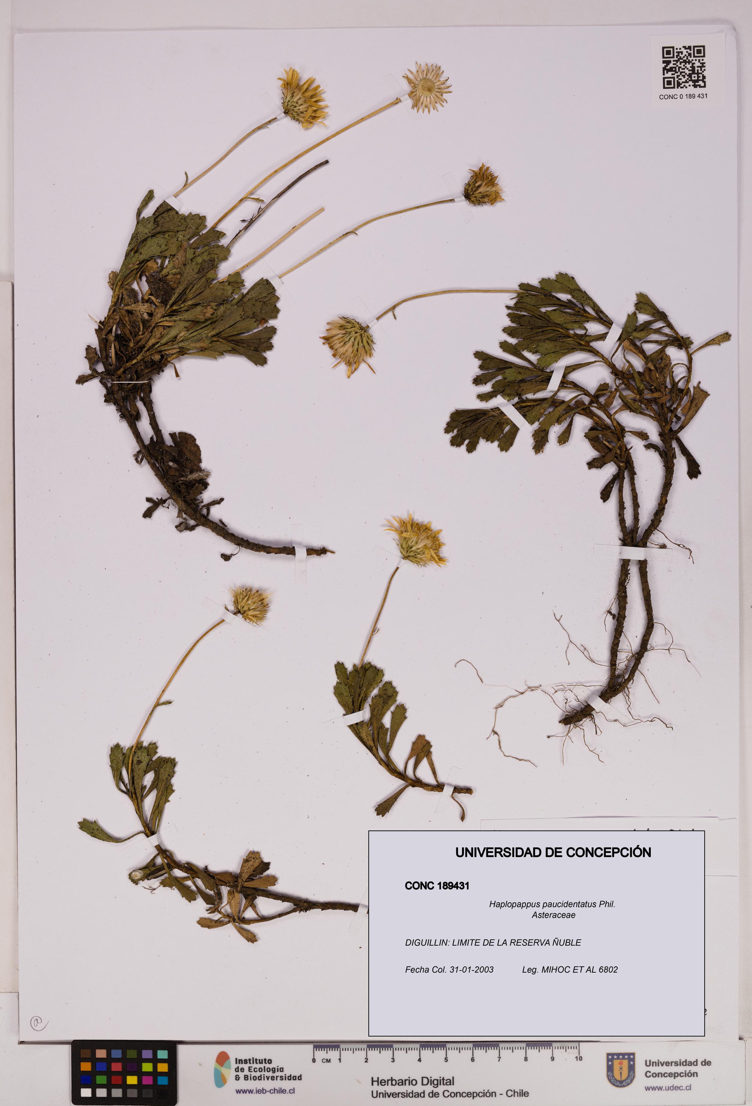 Haplopappus paucidentatus [Espécimen: UDEC:CONC:0189431]