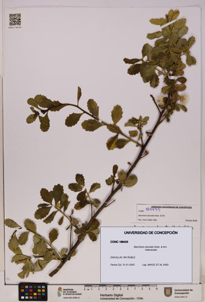Baccharis obovata [Espécimen: UDEC:CONC:0189433]