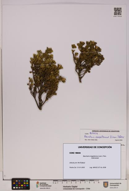 Baccharis magellanica [Espécimen: UDEC:CONC:0189434]